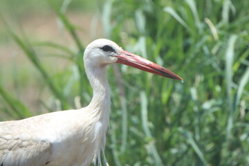 white stork in grass