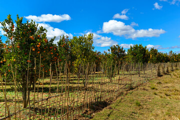 Fototapeta na wymiar Plantation d'agrumes