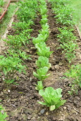 vegetable plot in the garden