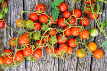 Fresh organic red tomato harvest on wood table