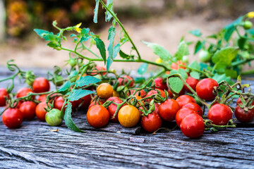 Fresh organic red tomato harvest on wood table