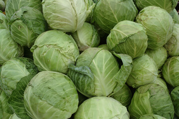 Fototapeta na wymiar Cabbage Green Salad From Farm