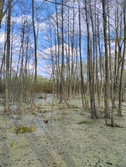  early spring tender landscape, river flood, swamp
