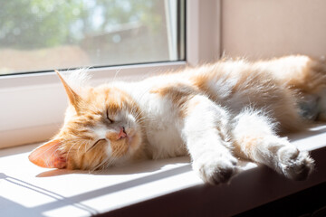 fluffy cat sleeps on the windowsill illuminated by the morning rays of the sun. The life of a cat.