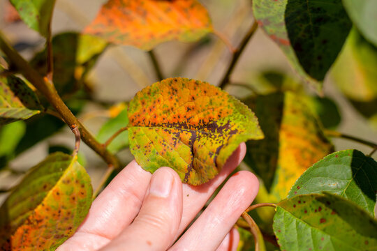 A gardener examines a cherry leaf affected by a fungal disease called coccomycosis. Diseases of plants in the garden.
