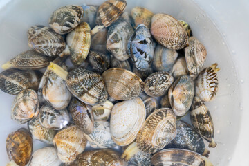 해감중인 바지락