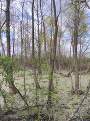  early spring tender landscape, river flood, swamp
