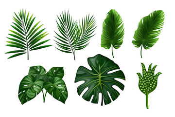 Tropical green leaves various isolated on white background