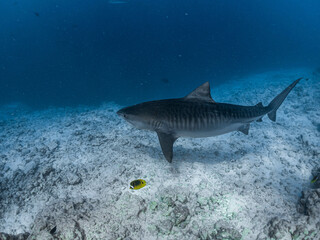Tiger shark south of the Maldives