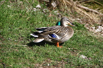Pato