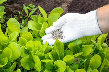 Female farmer hand in a rubber glove giving chemical fertilizer to young lettuce, greens