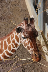 Obraz premium Jirafa