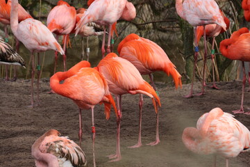 Flamencos