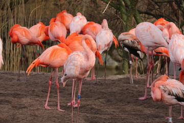 Flamencos