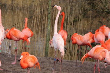 Fototapeta premium Flamencos 