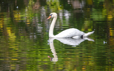White swan swims in nature in summer