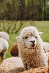 Obraz premium Alpacas graze in the spring meadow high in the mountains.