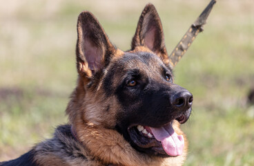 German shepherd dog close up portrait in sunny day