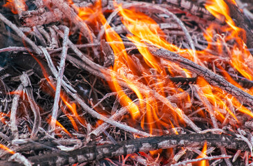 Burning dry branches in the forest, close-up