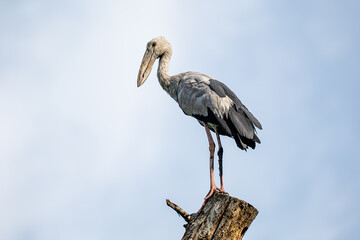 Asian Openbill on the tree