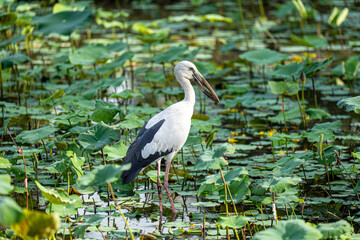 Asian openbill in the pond