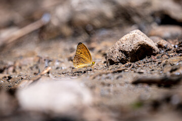 Common Leopard butterfly on the sand