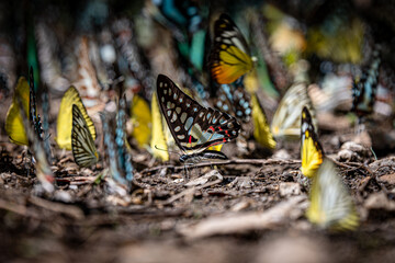 Common Jay in the middle of Colourful butterflies Swarm