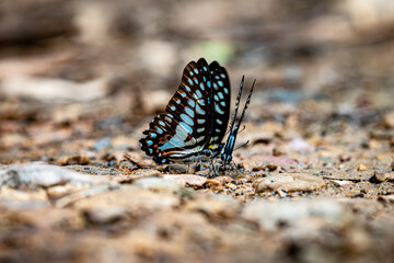 Group of Common Jay Buttefly sucking salt lick