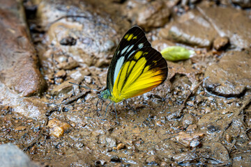 Orange Gull butterfly (Cepora judith) standing on salt lick