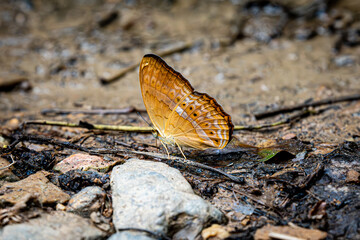 Common Leopard butterfly on the sand