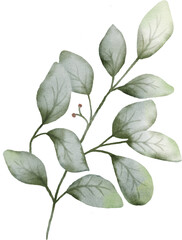 Watercolor Green Leaves Element