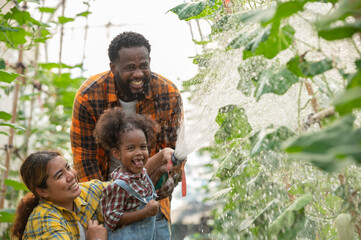 farmer family holding watering hose to watering green melon with afro hair daughter in plantation...