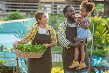 hungry african afro black daughter eat watermelon fruit with dad father teasing fun in garden...