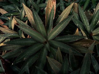 Fototapeta premium aloe vera plant in garden