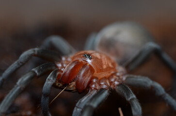 Bumba horrida spider tarantula