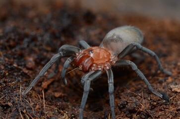 Bumba horrida spider tarantula