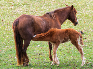 The horse - Equus ferus caballus, popular beautiful large domestic animal on pasture, Zlin, Czech...
