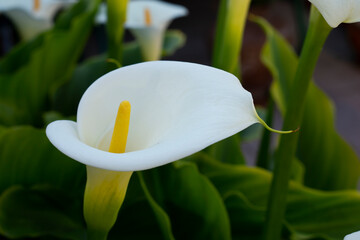 White Calla Lily against a natural low-key background. Zantedeschia aethiopica, bog arum. Selective shallow focus on stamen. Fresh flower in the garden.