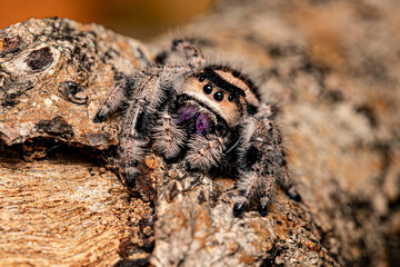 jumping spider (Hyllus diardi) hunting on the tree