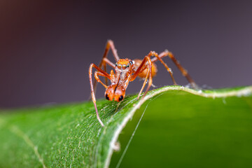  Kerengga Ant-like jumpers ( Myrmaplata plataleoides ) walking on the grren leave disguise as red ant