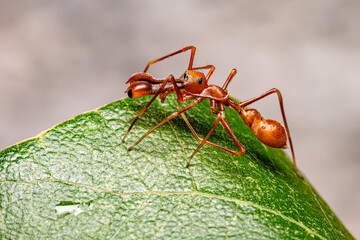 side view of Kerengga Ant-like jumpers ( Myrmaplata plataleoides ) walking on the green leave