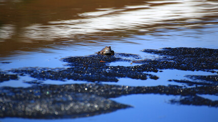 Common grass frog (Rana temporaria) sitting on a small ice floe