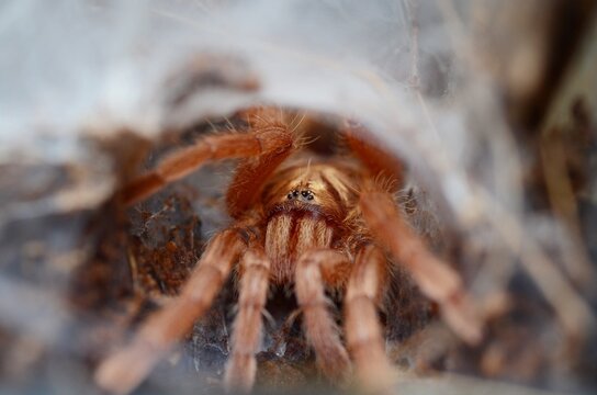 Neoholothele incei gold dwarf tarantula