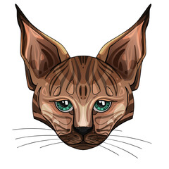 Lynx, frontal view. Vector illustration