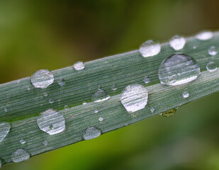 Wassertropfen, wasser, Lotuseffekt, blatt, natur, gr&uuml;n, Tropfen, gras, makro, regen, pflanze, Regentropfen, feucht, morgen, Morgens, close up, tr&ouml;pfchen, sommer, frische, umwelt, flora, frisch, Macro,
