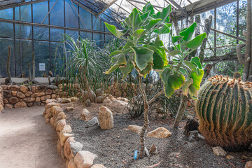 Cacti from the desert greenhouse in the botanical garden of Cagliari. Sardinia, Italy