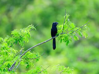 Groove Billed resting on a branch