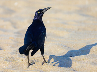 Black bird walking on the sand - obrazy, fototapety, plakaty