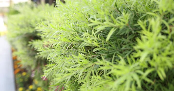 Evergreen beautiful shrub in garden. Green hedge concept