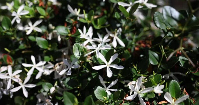 Whit flowered azalea called Rhododendron viscosum. Sweet smelling white star jasmine flowers